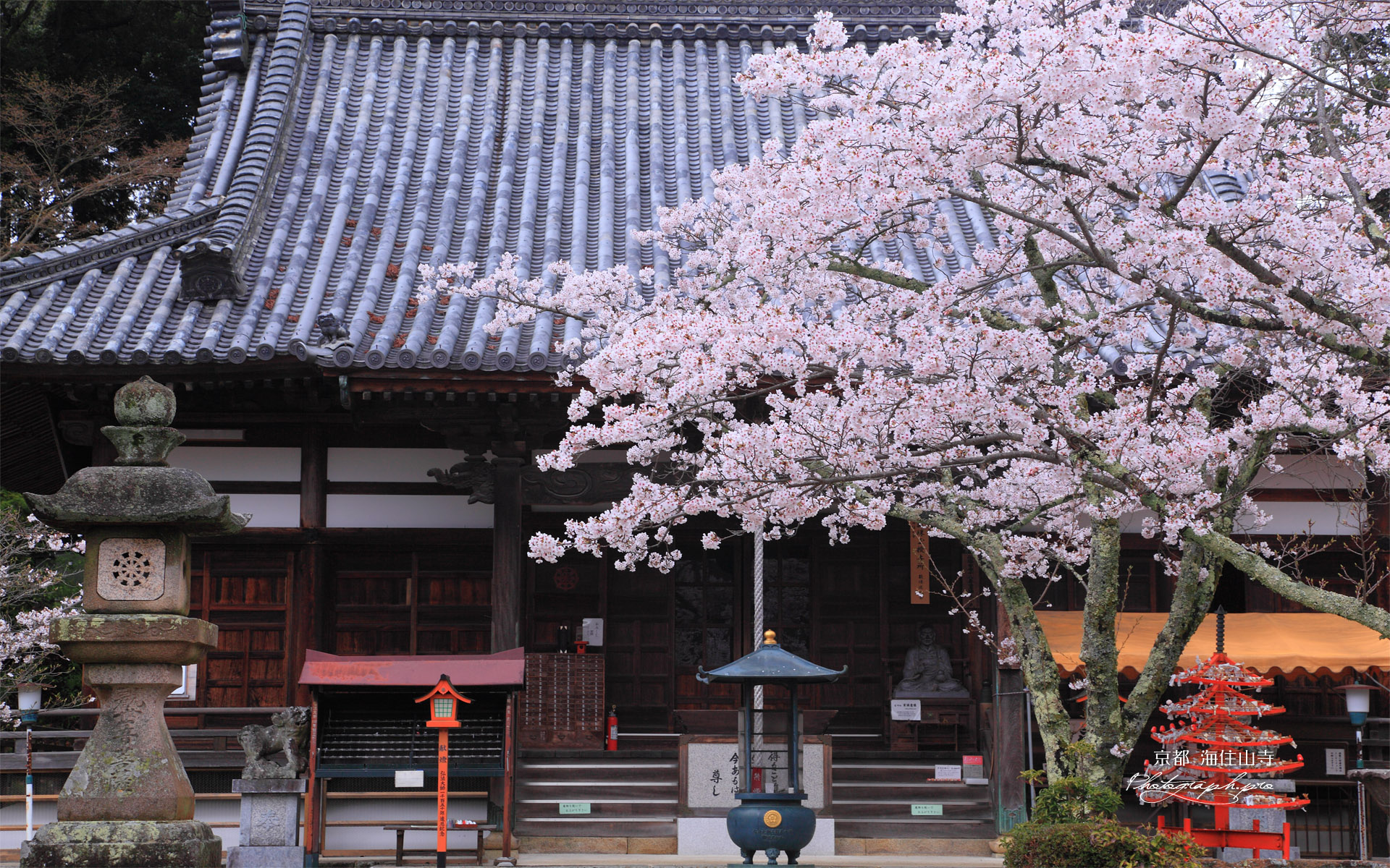 桜と海住山寺本堂