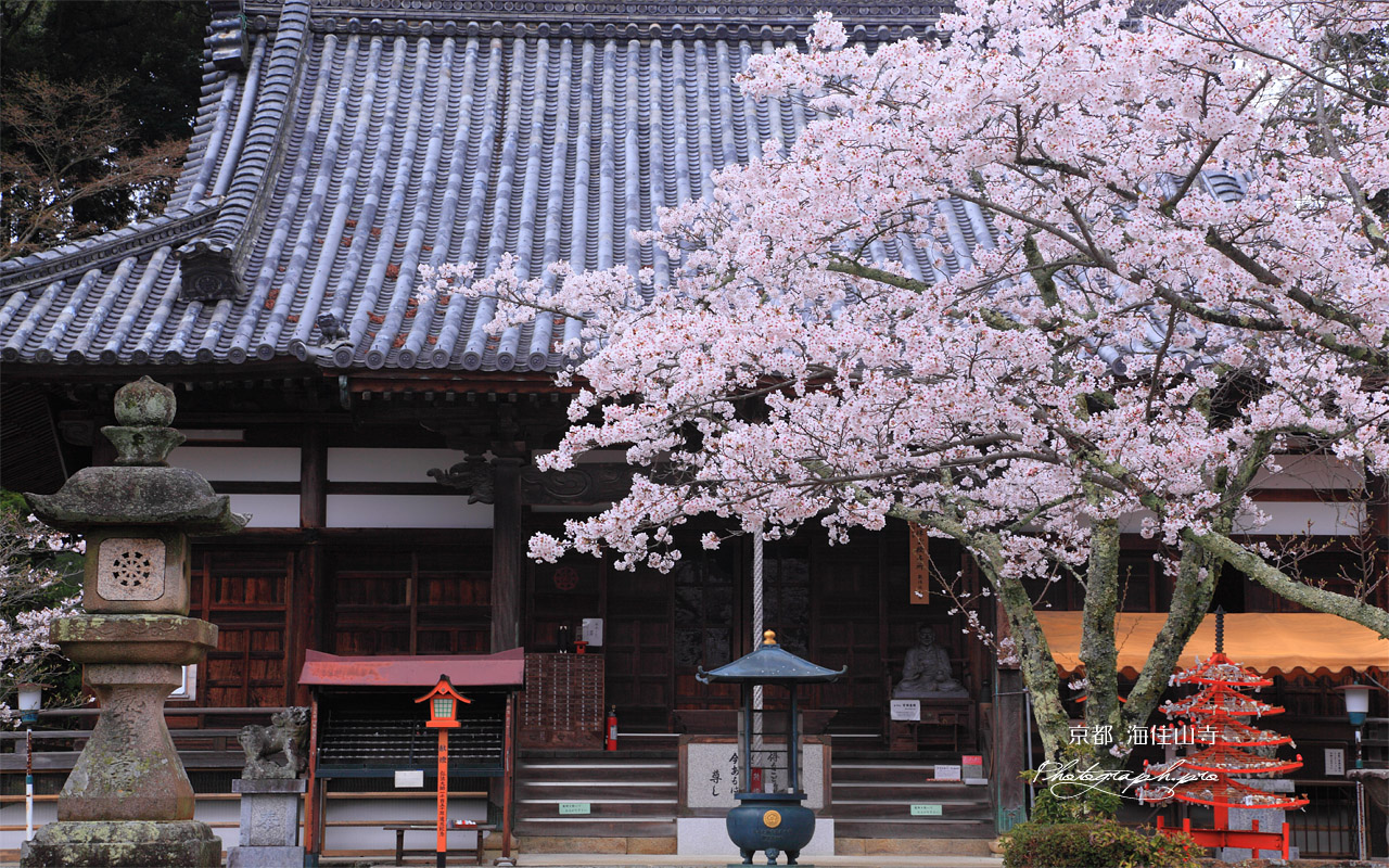 桜と海住山寺本堂 壁紙