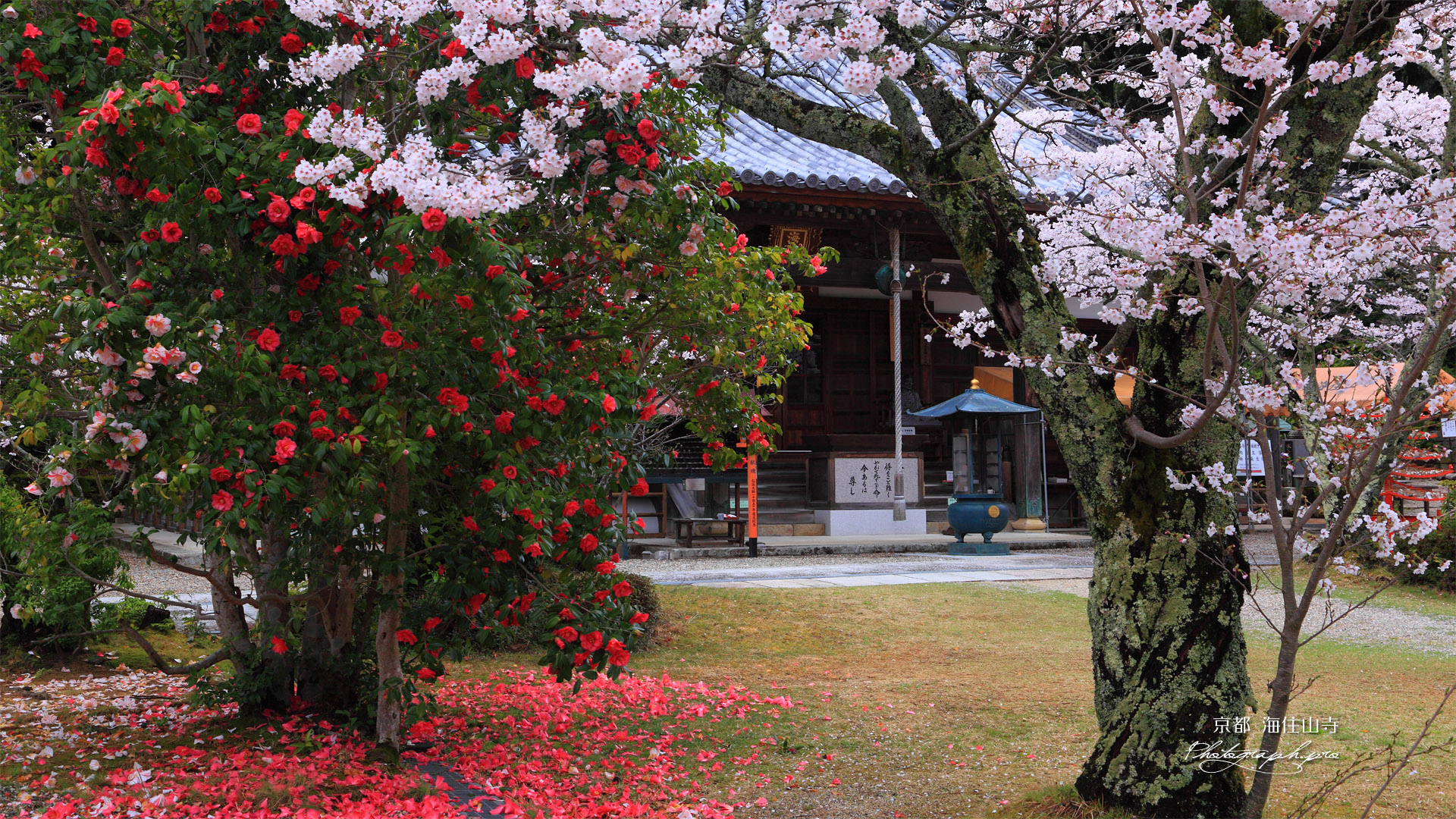 海住山寺のサクラとツバキ