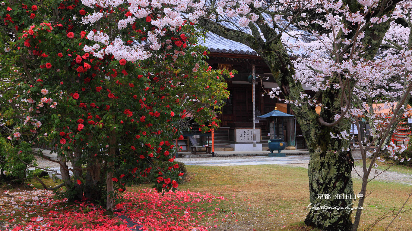 海住山寺のサクラとツバキ 壁紙