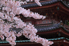海住山寺