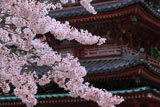 海住山寺の桜と五重塔