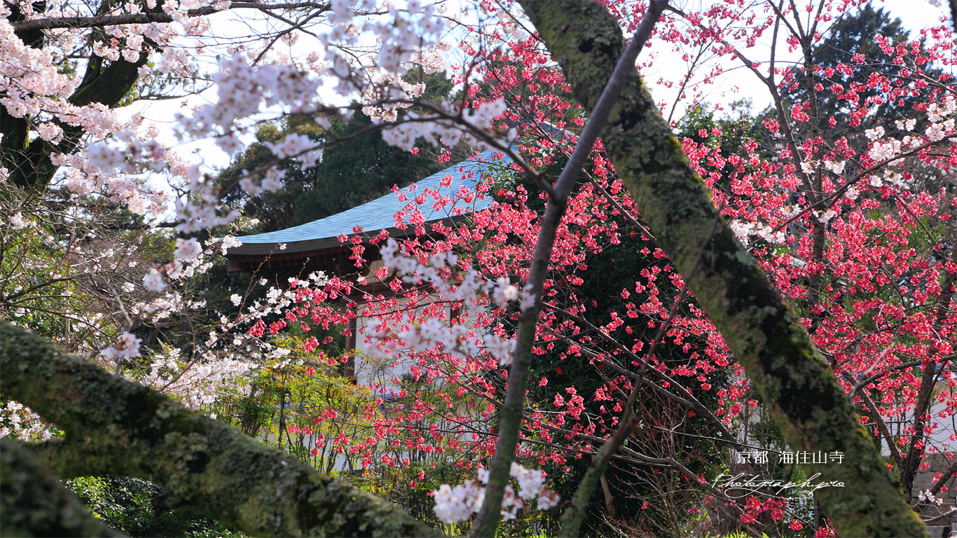 海住山寺の染井吉野と寒緋桜 壁紙