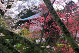 海住山寺の染井吉野と寒緋桜