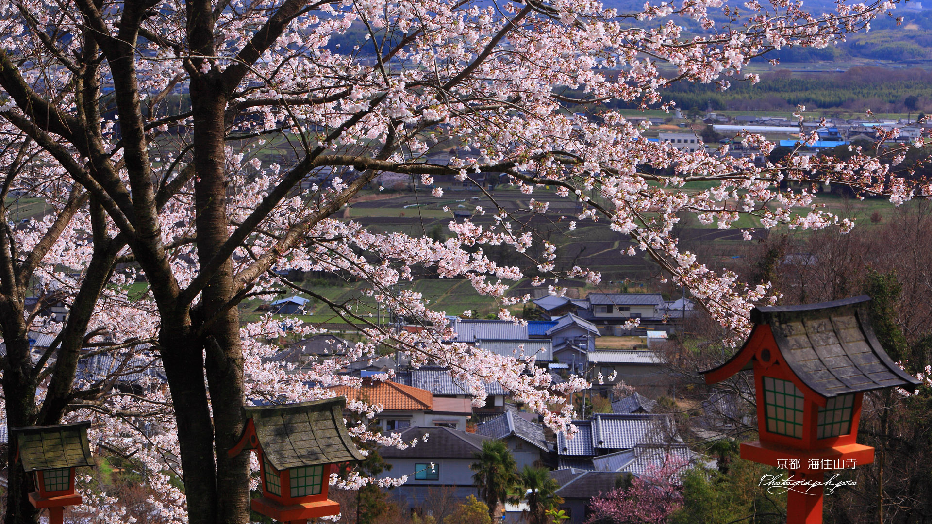 海住山寺参道の桜