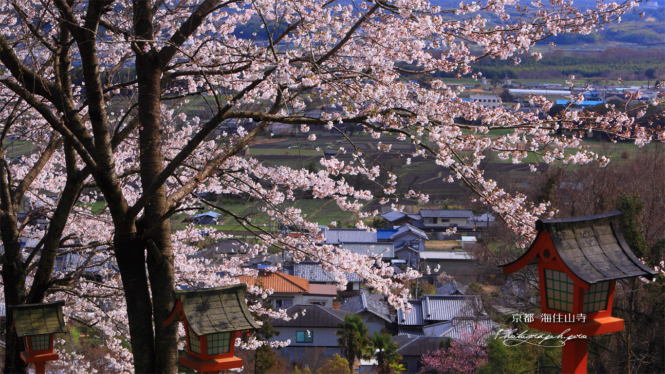 海住山寺参道の桜 壁紙