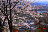 海住山寺参道の桜