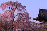 東寺の不二桜と金堂