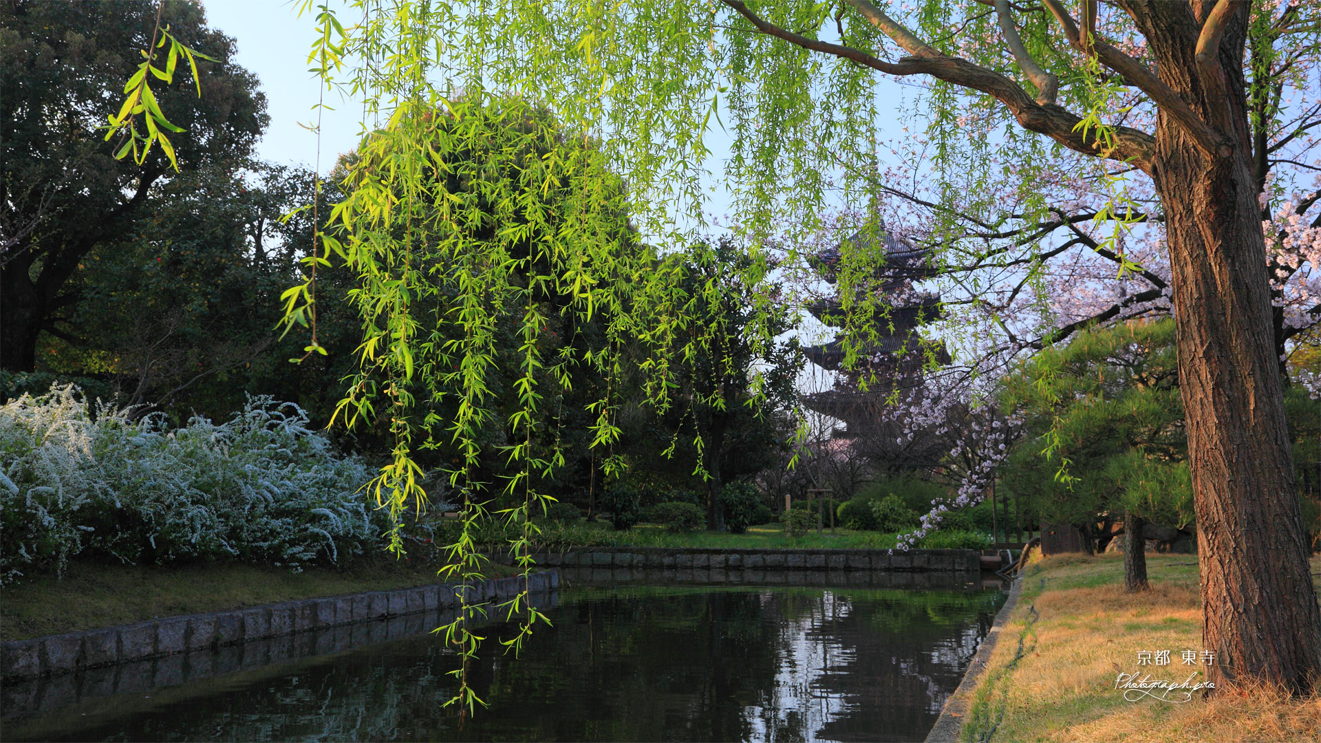 東寺の柳