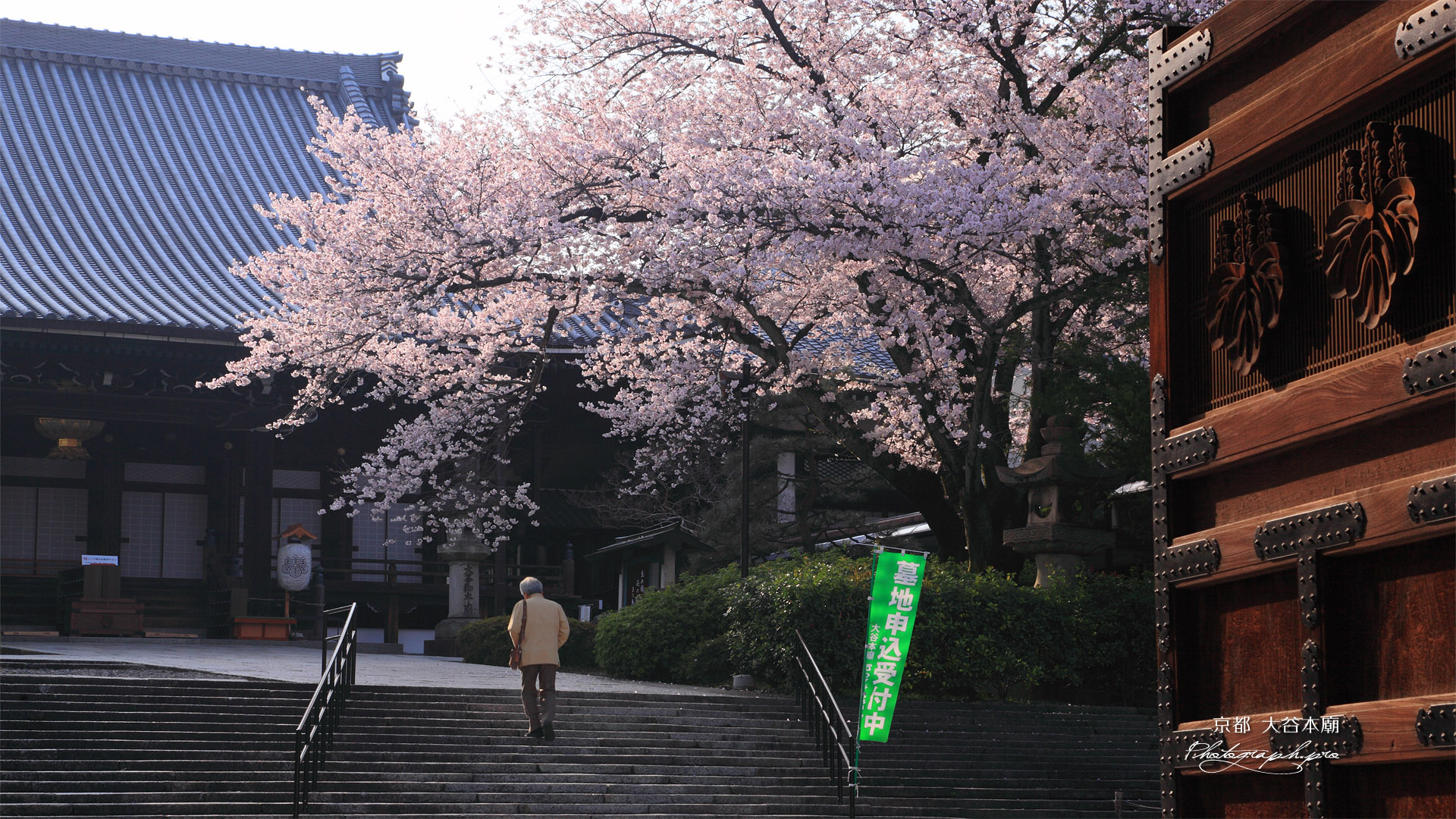 大谷本廟 総門から桜と仏殿