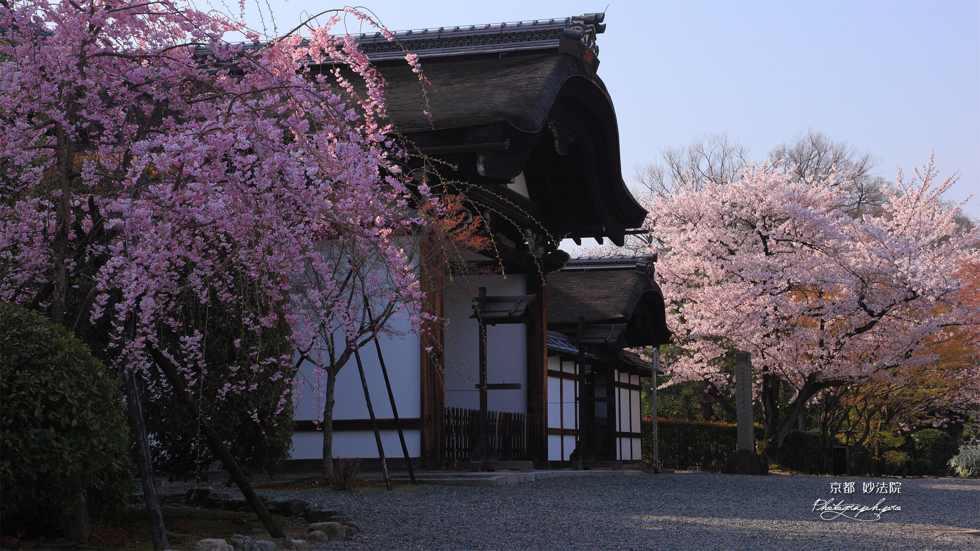 妙法院 紅枝垂桜と玄関