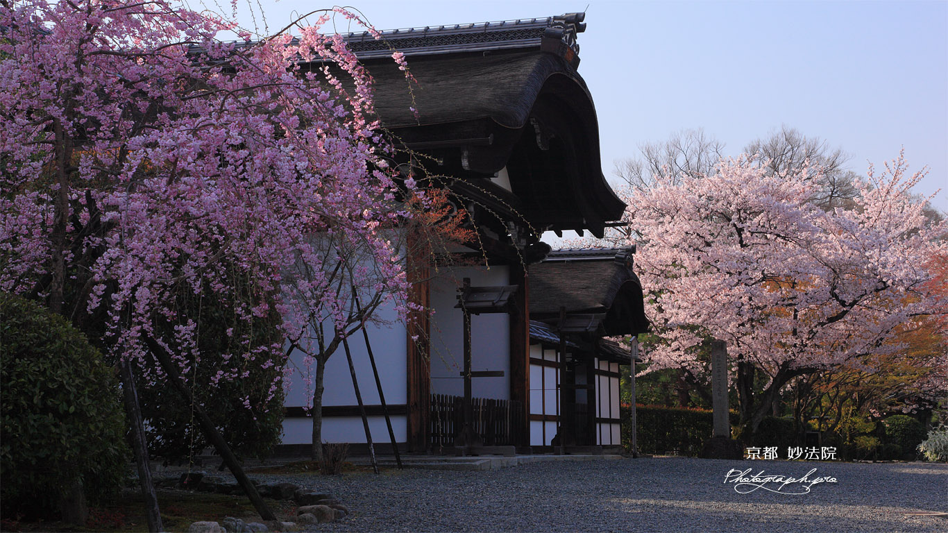 妙法院 紅枝垂桜と玄関 壁紙