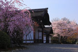 妙法院 紅枝垂桜と玄関