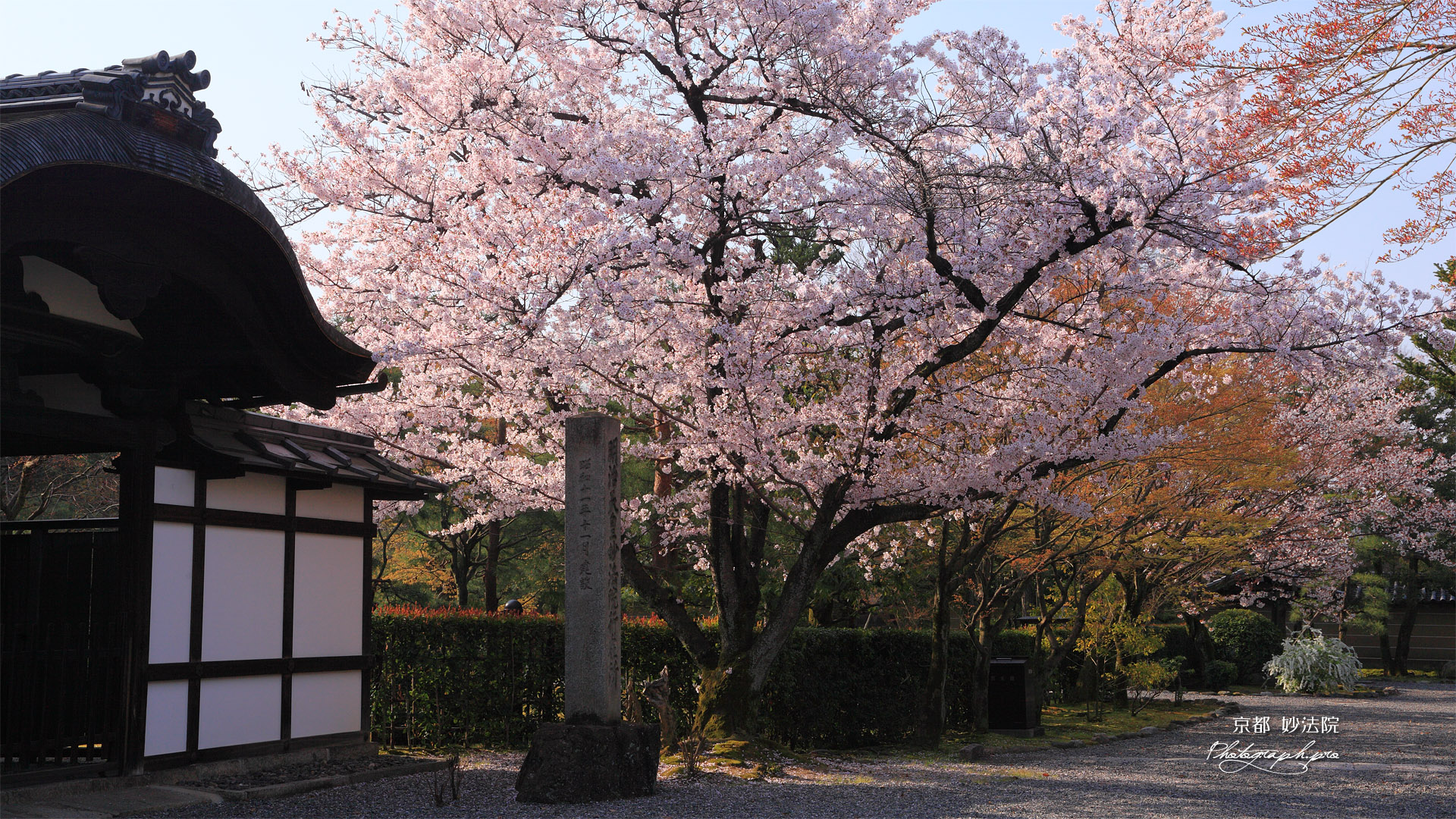妙法院 小玄関と桜