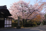 妙法院 小玄関と桜