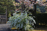 妙法院