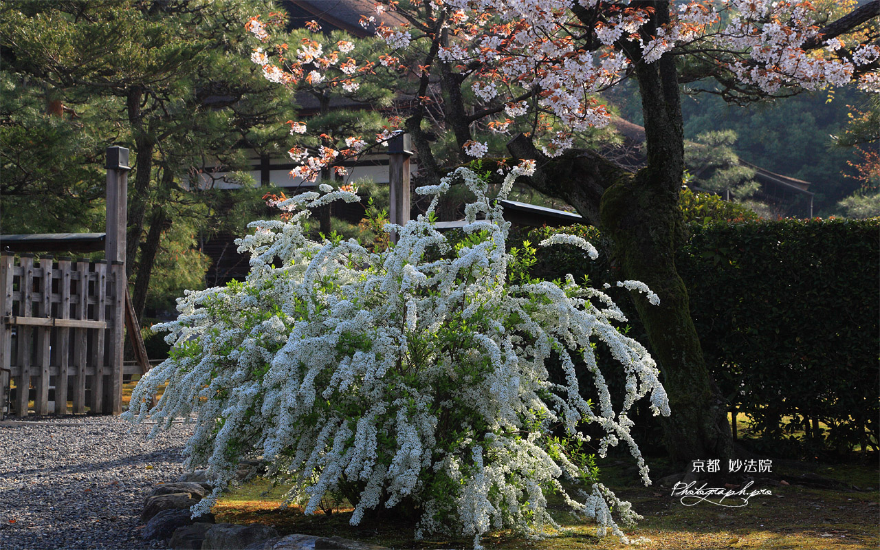 妙法院 雪柳と山桜越しの宸殿 壁紙