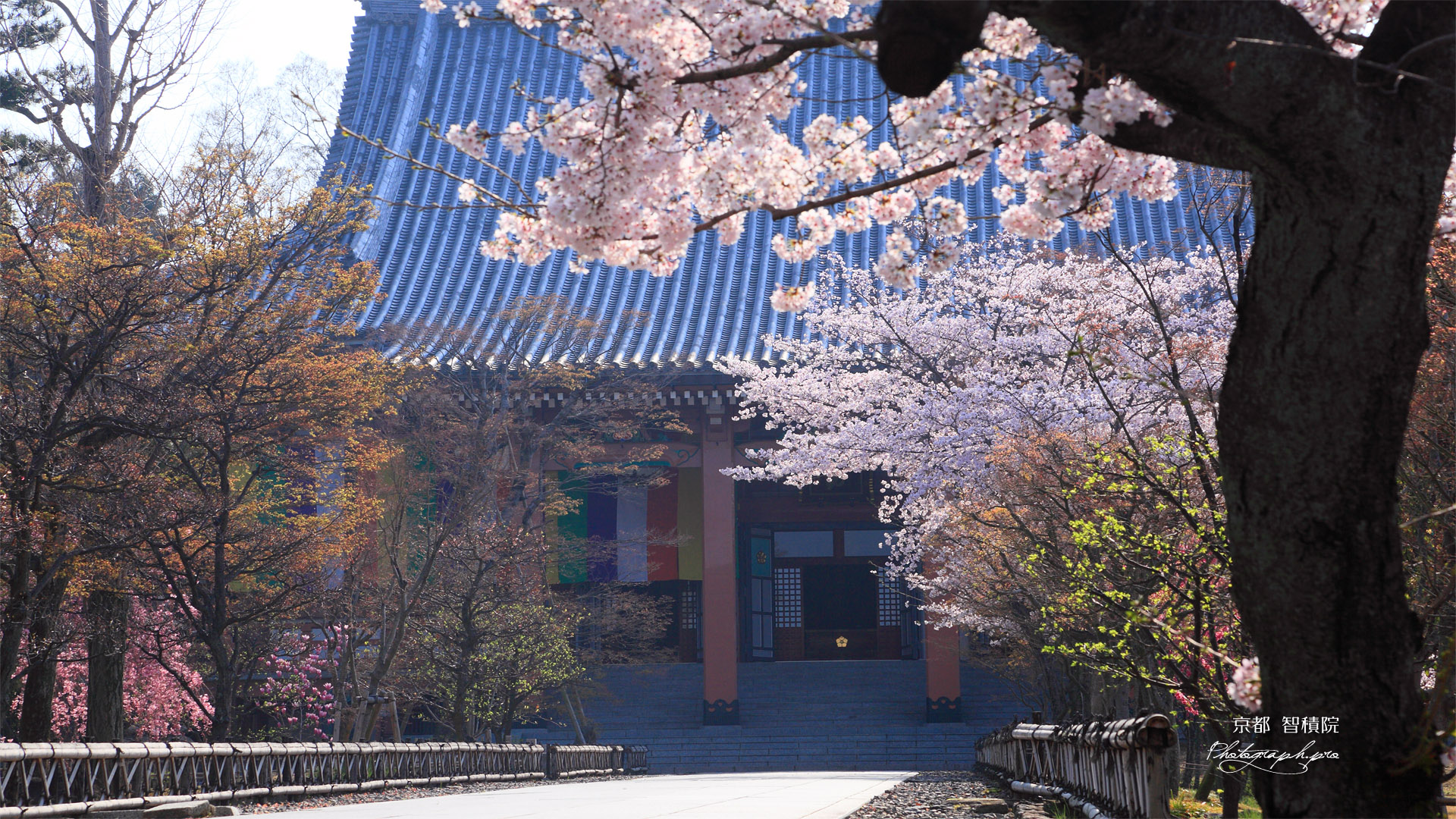 智積院 桜と金堂