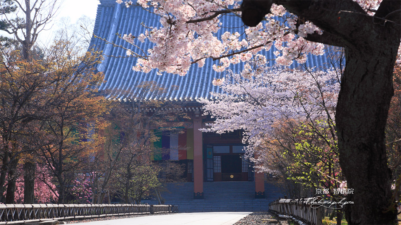 智積院 桜と金堂 壁紙