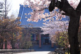 智積院 桜と金堂