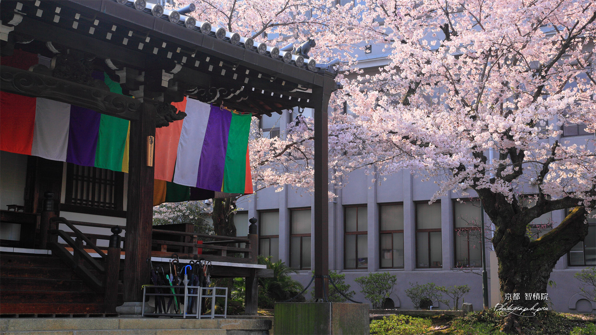 智積院 明王殿の桜
