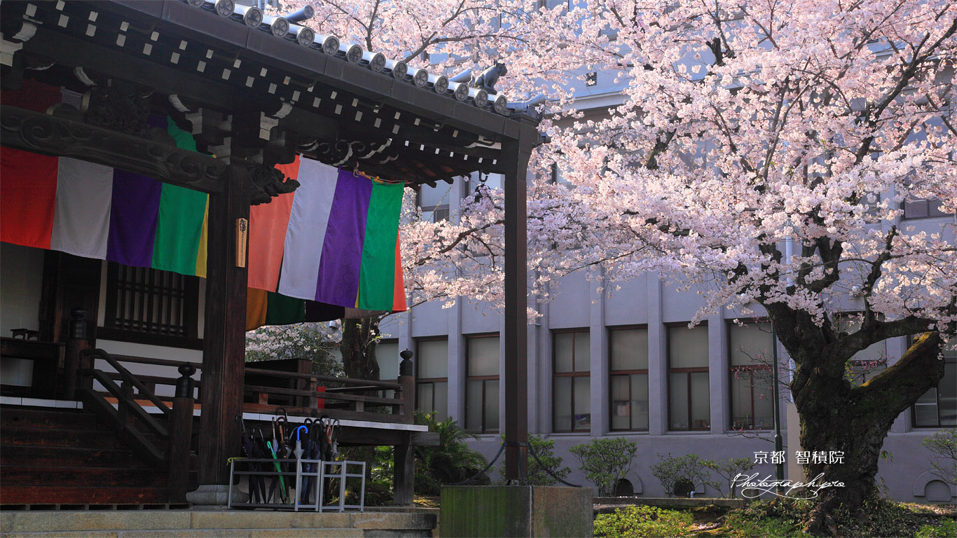 智積院 明王殿の桜 壁紙