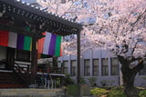 智積院 明王殿の桜