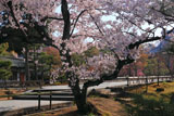 智積院 参道横のサクラ