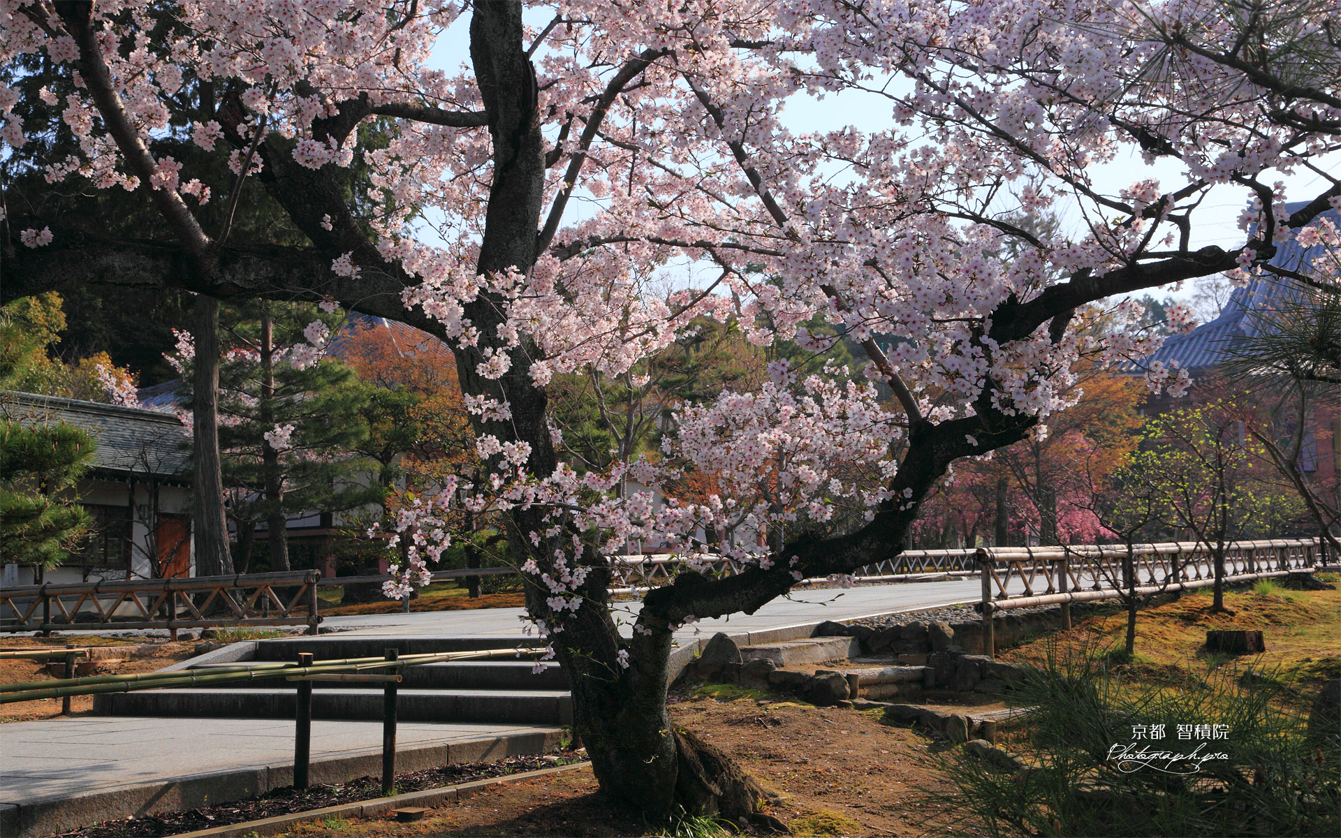 智積院 参道横のサクラ