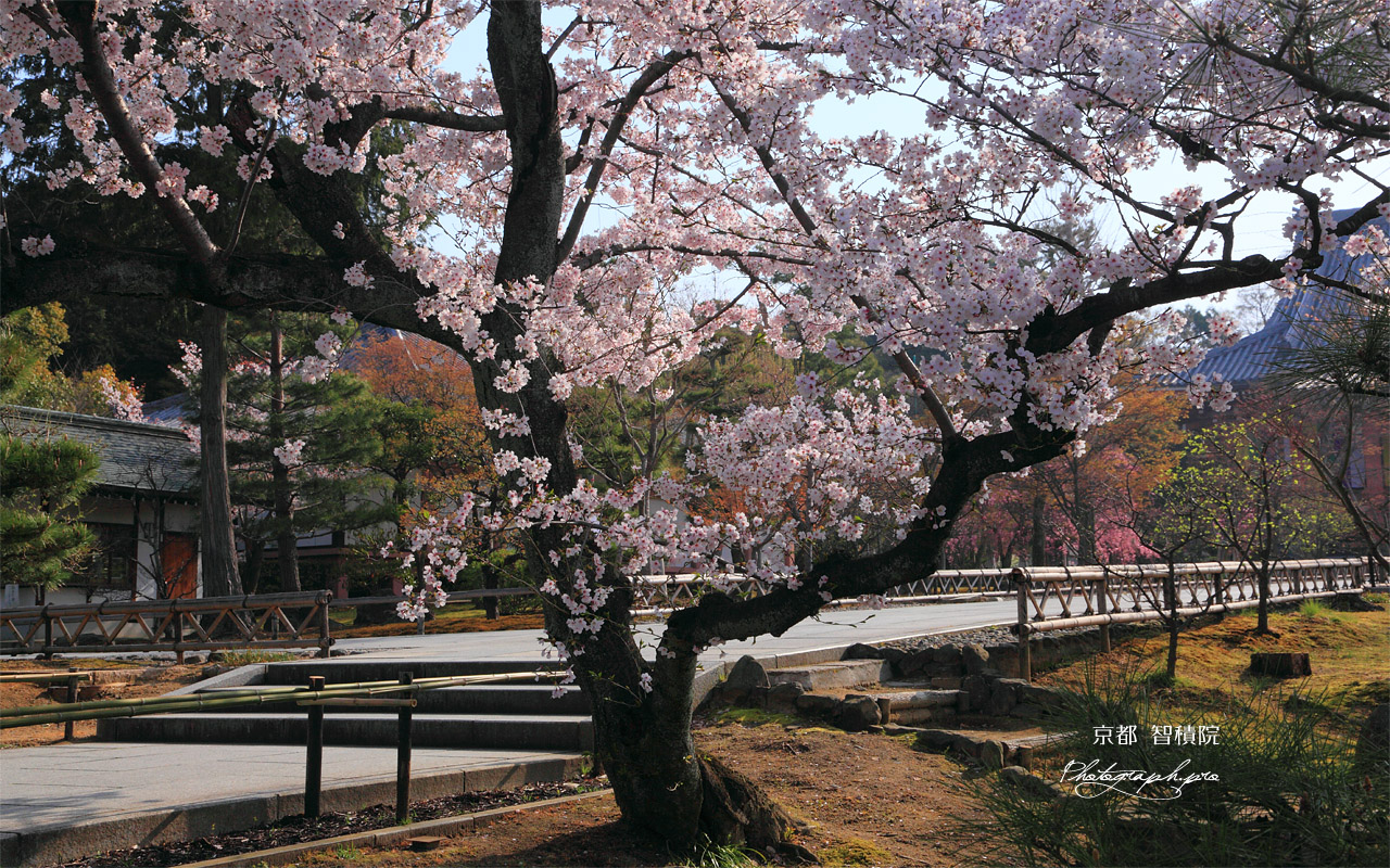 智積院 参道横のサクラ 壁紙