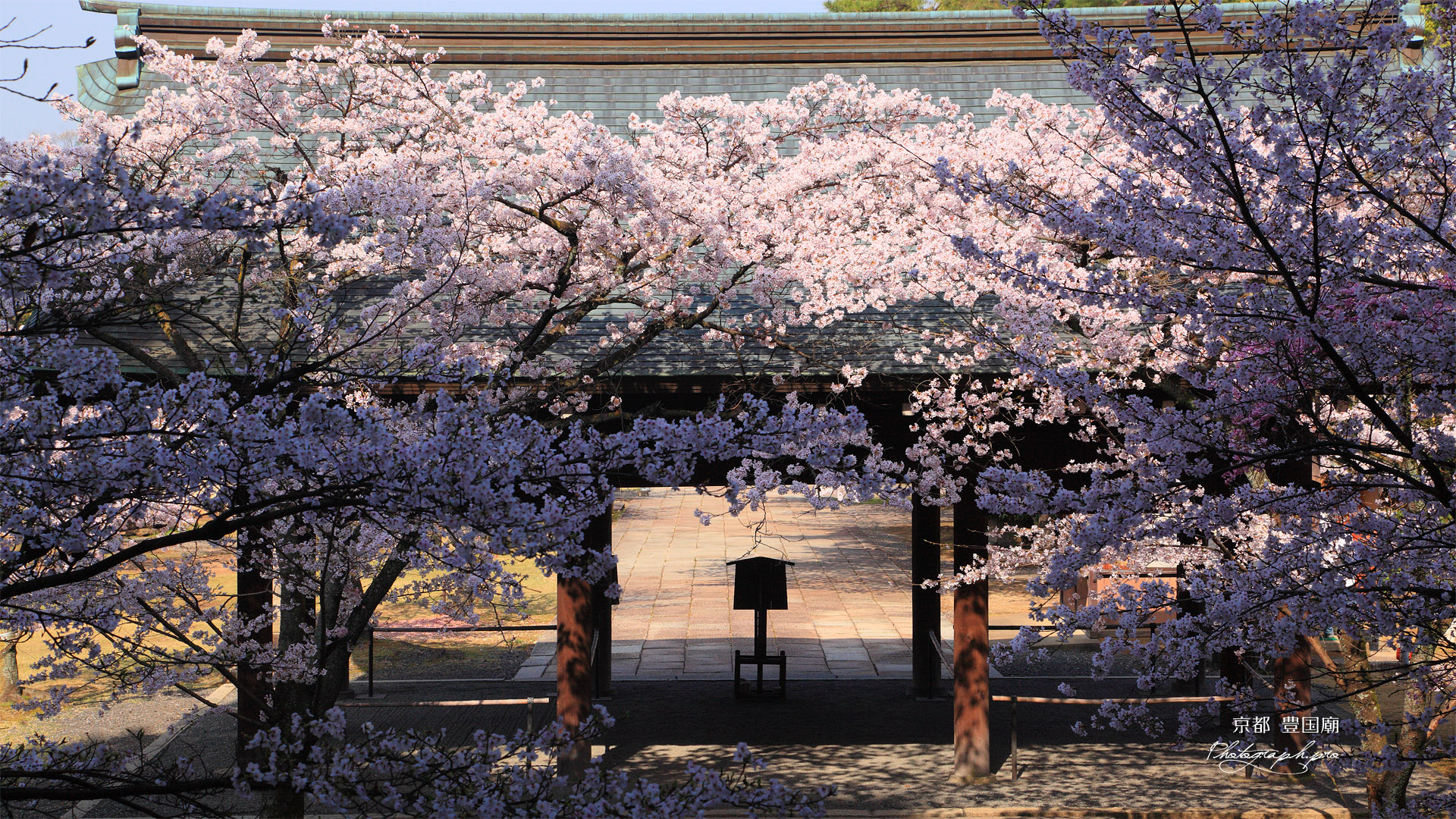 豊国廟 桜と拝殿