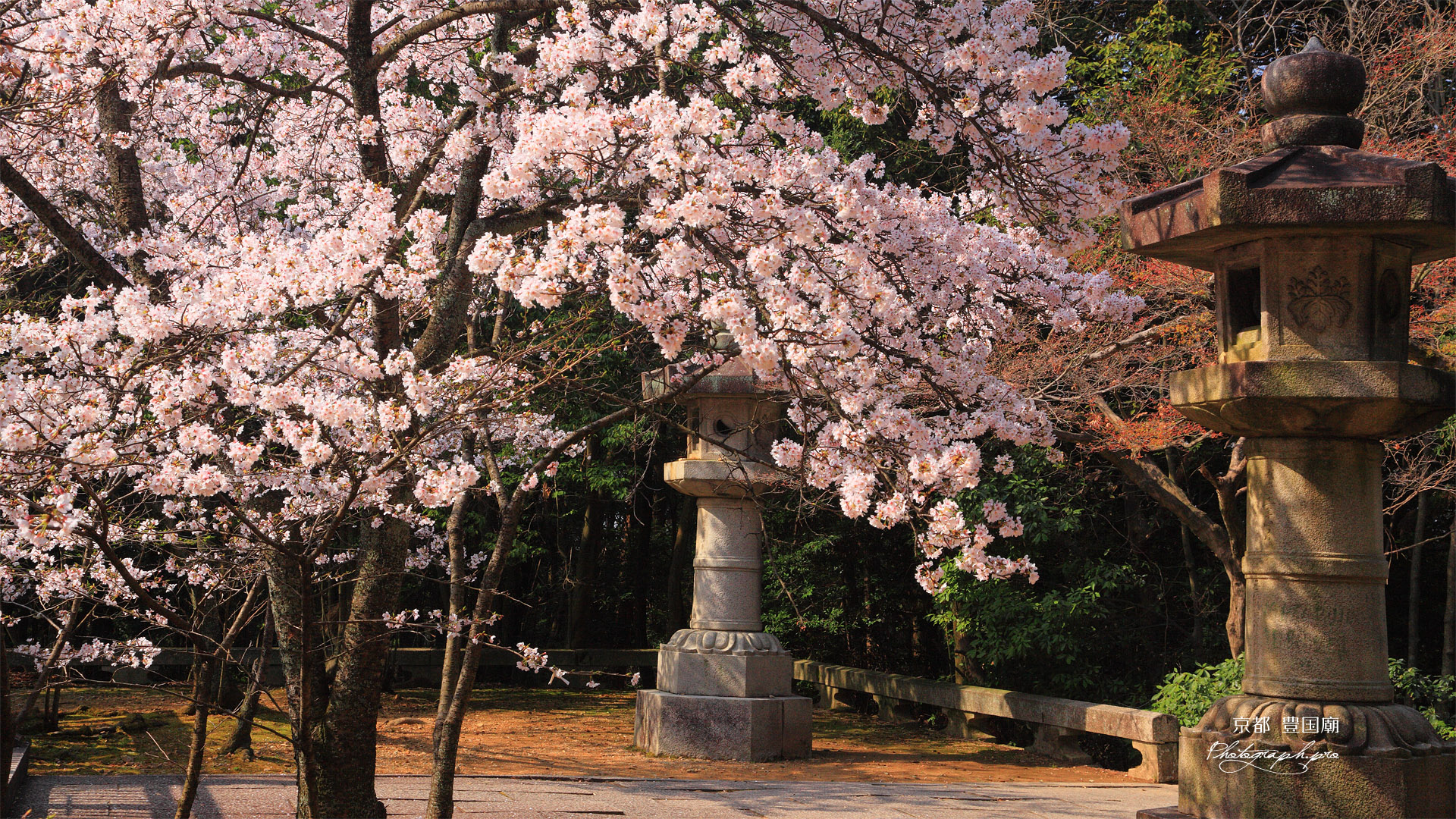 豊国廟 廟所の桜