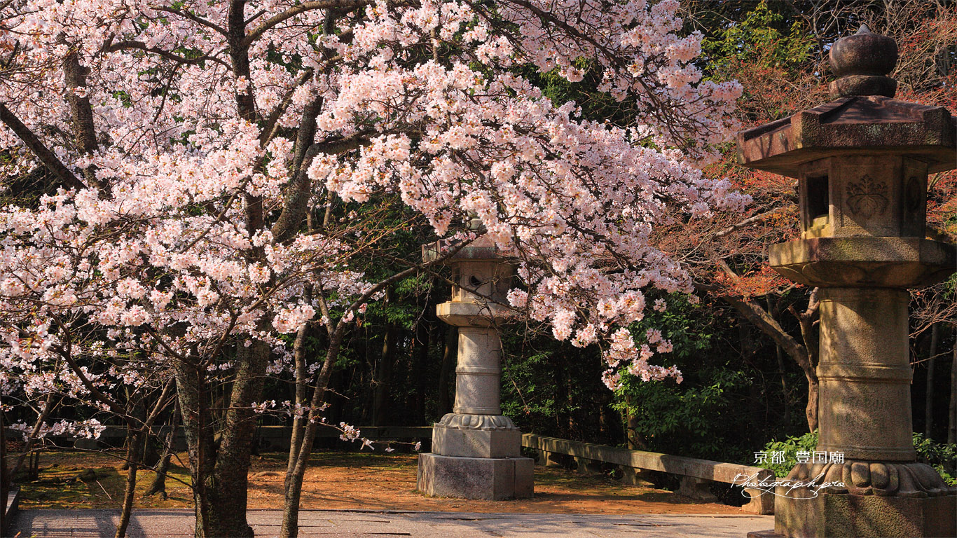 豊国廟 廟所の桜 壁紙