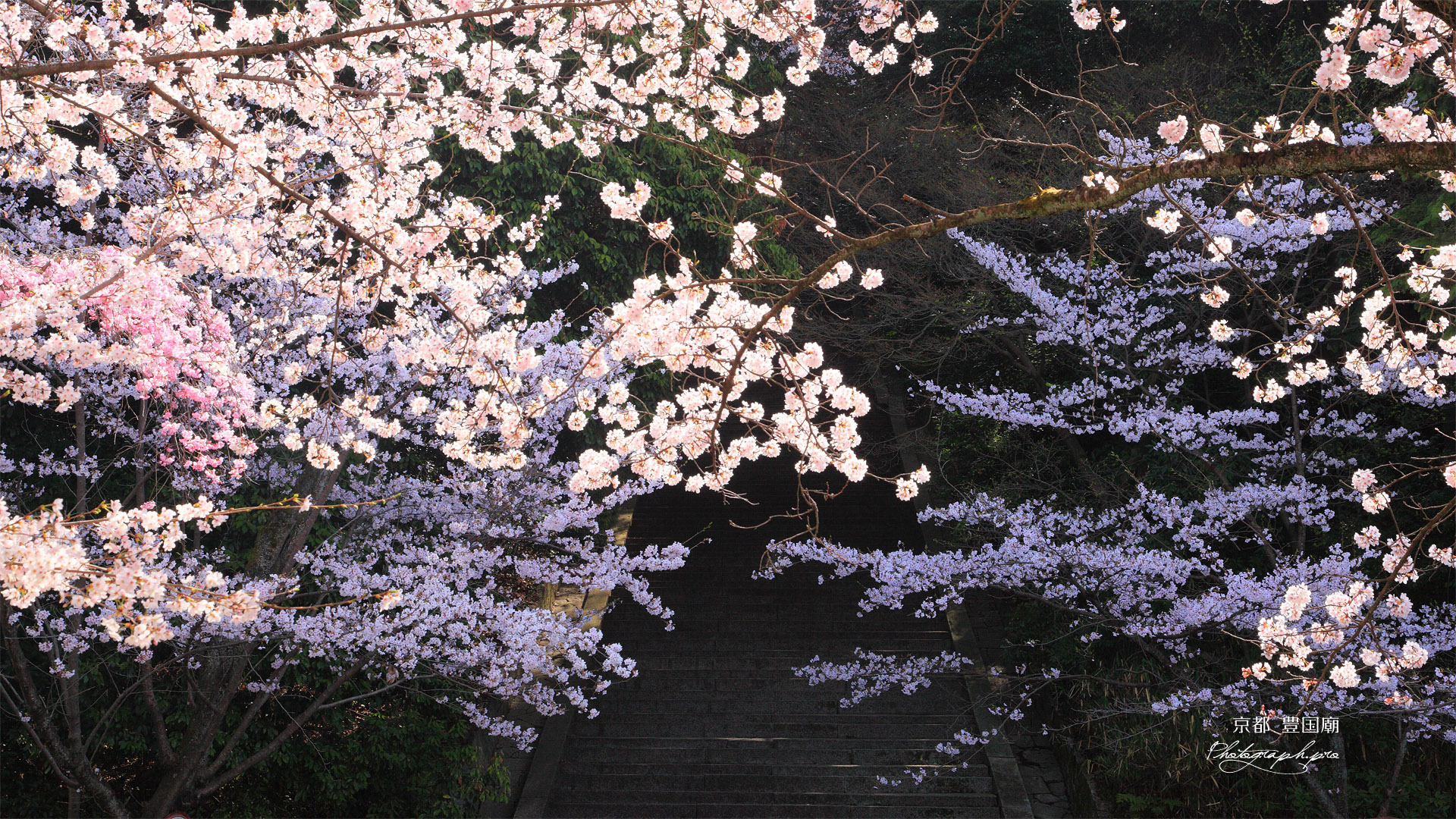 豊国廟 桜と石段