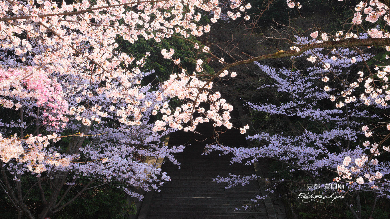 豊国廟 桜と石段 壁紙