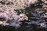 豊国廟 桜と石段