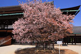 京都御所 左近の桜と紫宸殿
