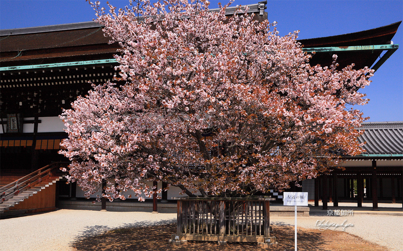 京都御所 左近の桜と紫宸殿 壁紙