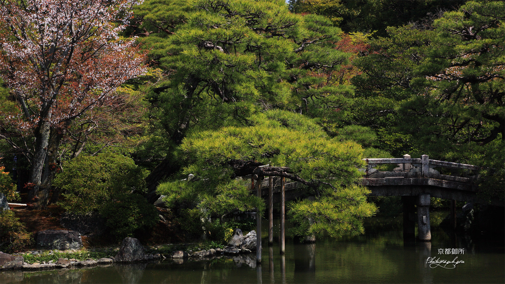 京都御所 御池庭の山桜