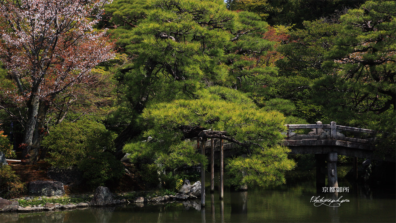 京都御所 御池庭の山桜 壁紙