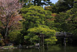 京都御所 御池庭の山桜