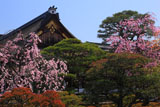 京都御所 紅枝垂桜と御学問所