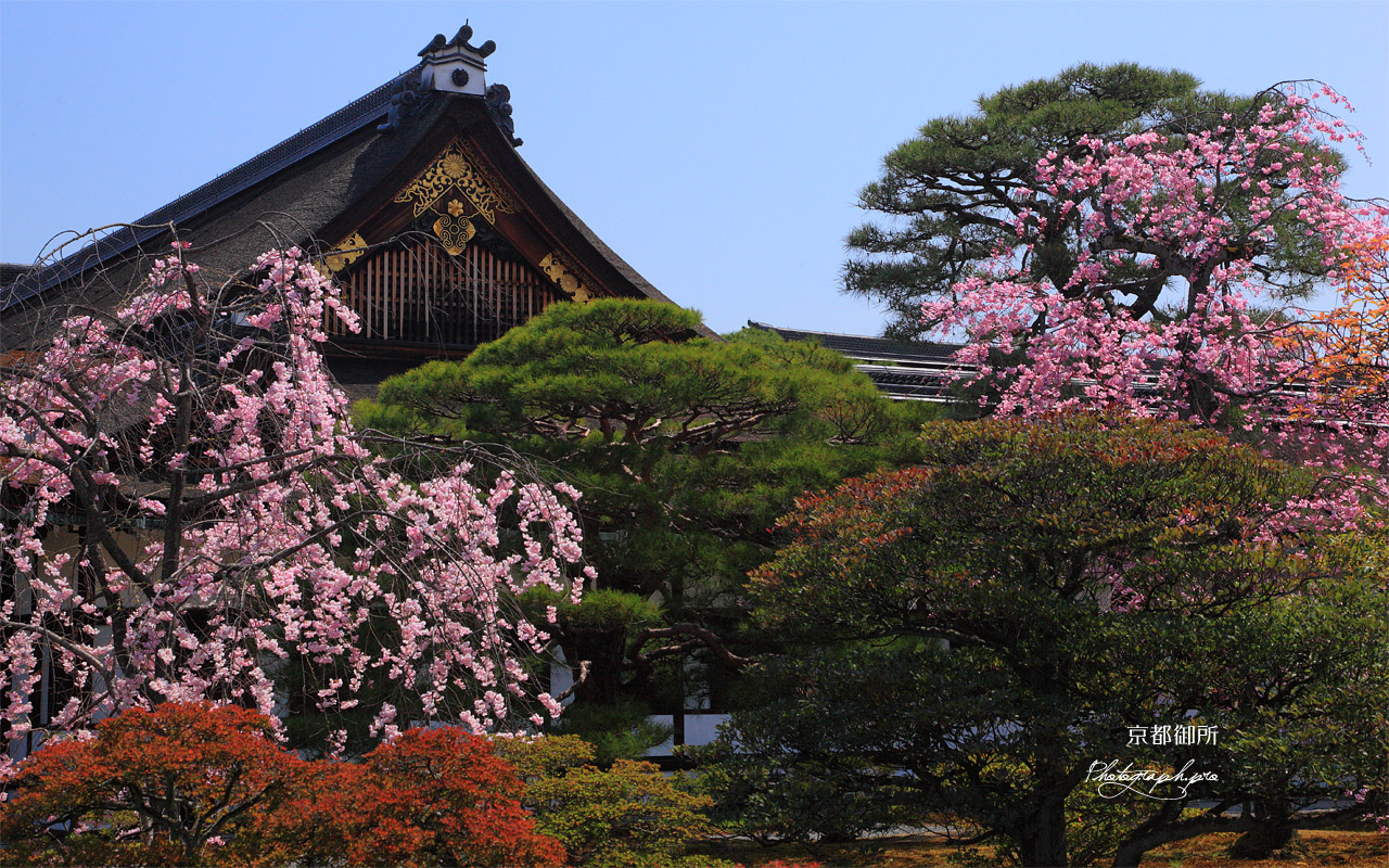 京都御所 紅枝垂桜と御学問所 壁紙