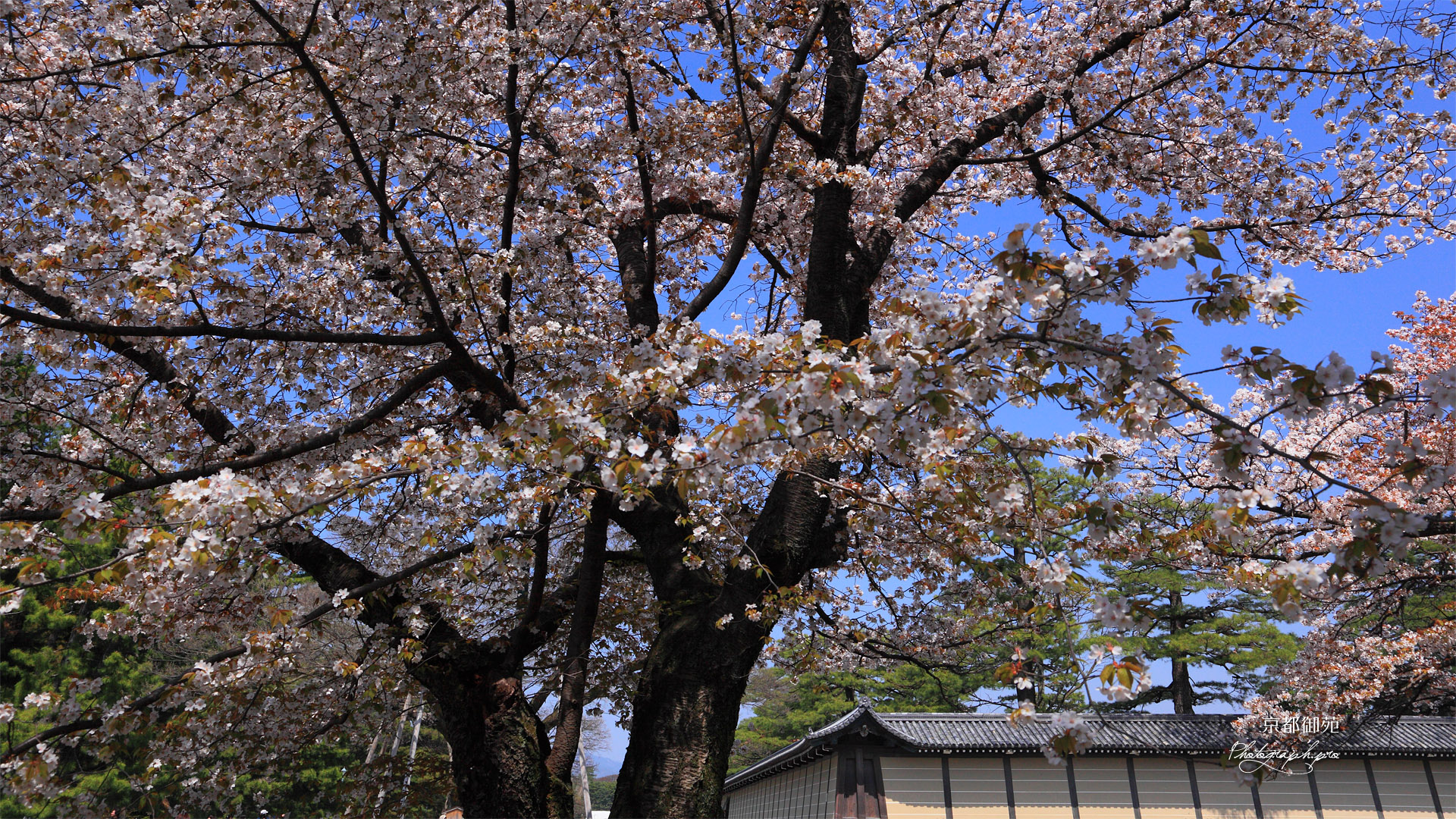 京都御苑の山桜