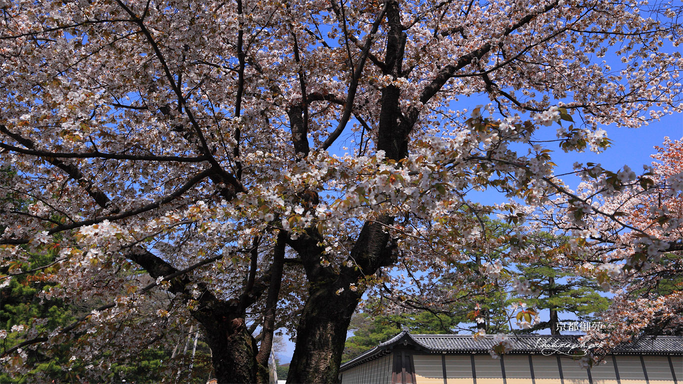 京都御苑の山桜 壁紙