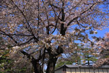 京都御苑の山桜