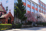 平安女学院のしだれ桜