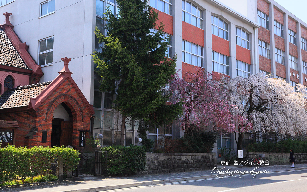 平安女学院のしだれ桜 壁紙