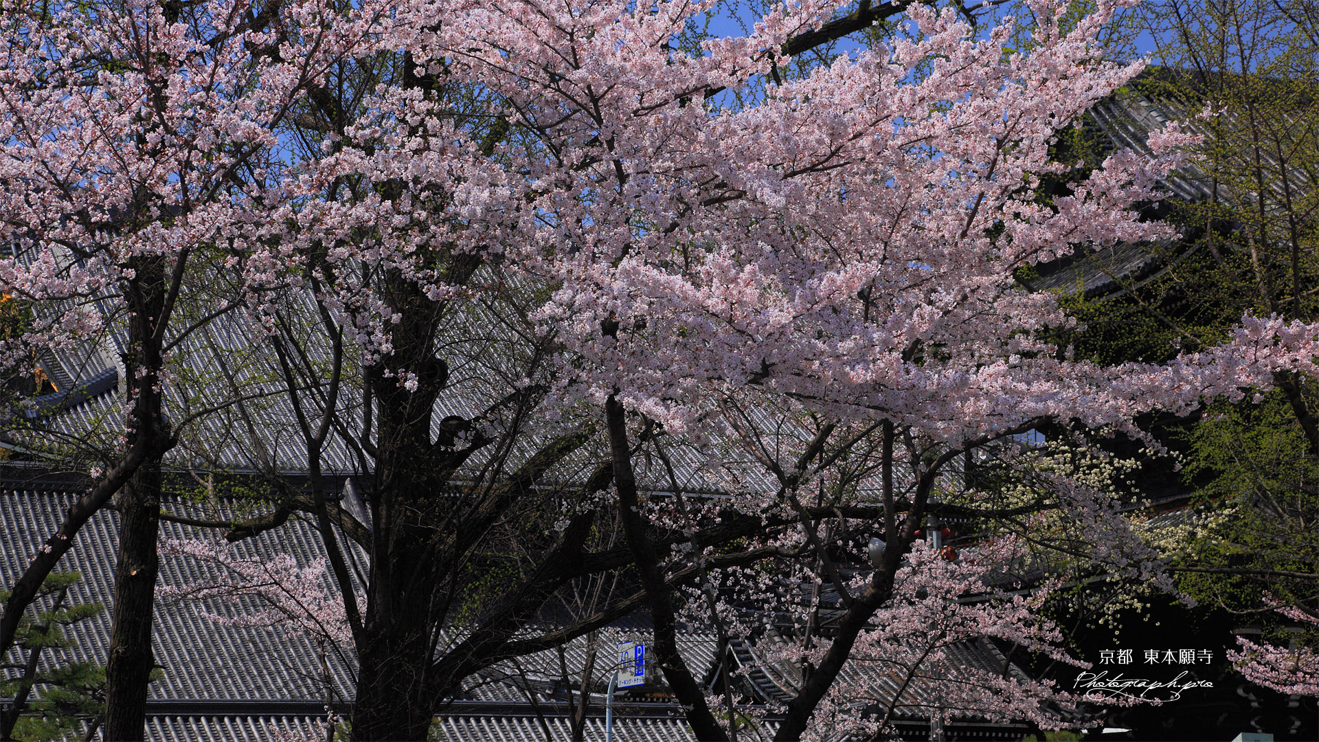 東本願寺 桜越しの御影堂