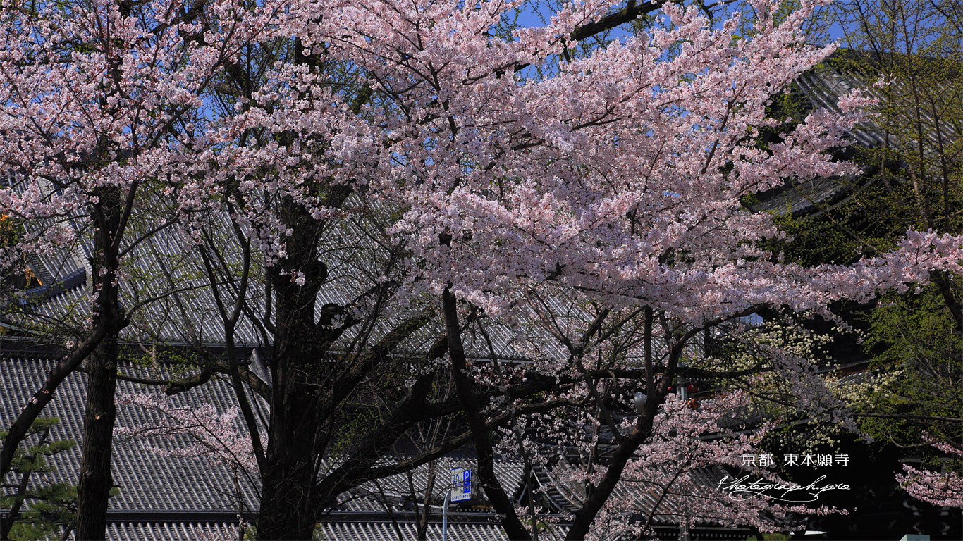 東本願寺 桜越しの御影堂 壁紙